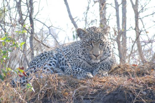 Leopardas, Afrika, Gyvūnas, Laukiniai, Katė, Kačių, Parkas, Dėmės, Safari, Kruger