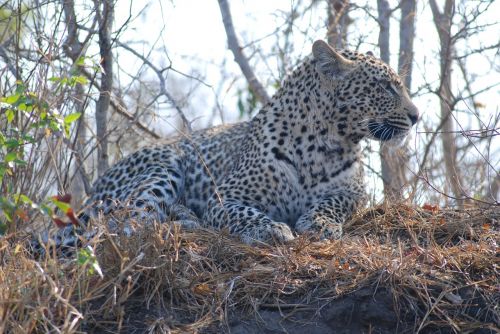 Leopardas, Katė, Laukiniai, Gyvūnas, Kačių, Afrika, Safari