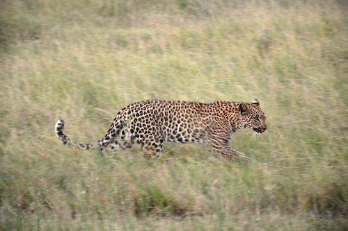Leopardas, Žolė, Afrika, Dėmesio, Kraštovaizdis, Katė