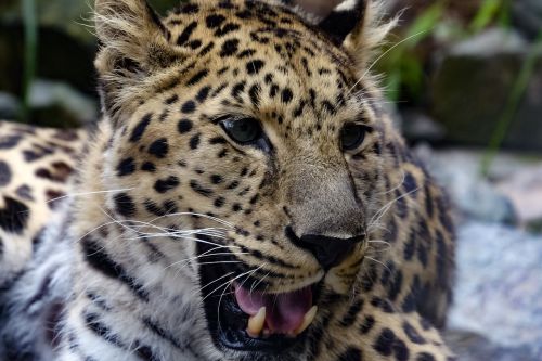 Leopardas, Spalvos, Gamta