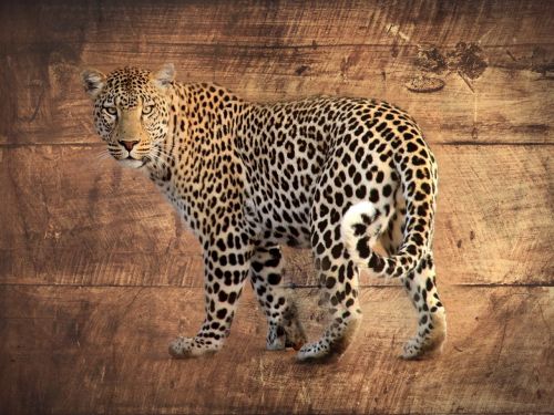 Leopardas, Mediena, Afrika, Gimp