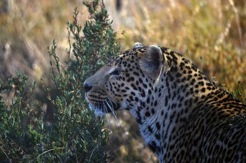 Leopardas, Profilis, Karoo, Žinduolis, Plėšrūnas, Laukiniai, Mėsėdis
