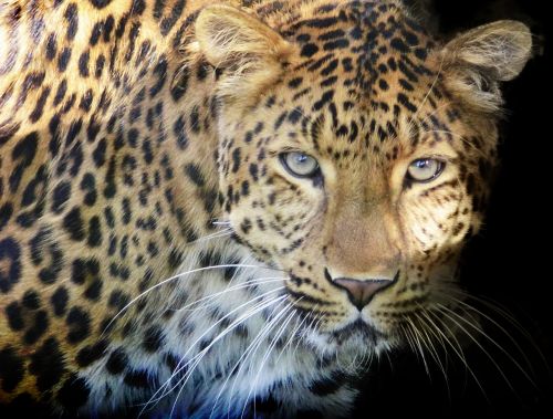 Leopardas, Plėšrūnas, Akys, Didelė Katė, Laukiniai, Dėmės, Uždaryti, Wildcat, Gyvūnų Portretas, Katė, Dėmesio, Pavojingas, Medžiotojas