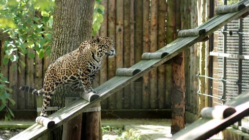 Leopardas, Katė, Naminis Gyvūnėlis, Zoologijos Sodas