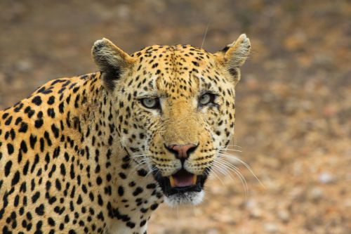 Leopardas, Gyvūnai, Gepardas, Snukis, Galva, Gyvūnas, Jaguar