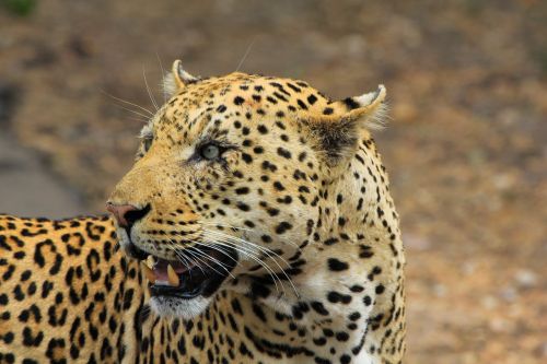 Leopardas, Pietų Afrika, Safari