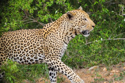 Leopardas, Laukiniai Gyvūnai, Gamta, Laukinis Gyvenimas, Laukiniai, Pietų Afrika