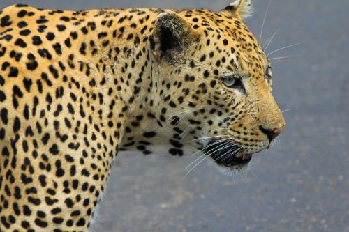 Leopardas, Pietų Afrika, Laukiniai Gyvūnai, Gyvūnas, Laukiniai