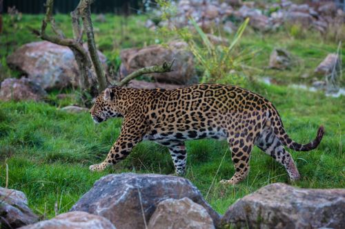 Jaguar,  Gyvūnas,  Leopardas,  Ocelotas,  Žinduolis,  Mėsėdis,  Žvėrys,  Geltona,  Kailis,  Vaikščioti,  Stiprus,  Oranžinė,  Katė,  Plėšrūnas,  Nykstantis,  Leopardas