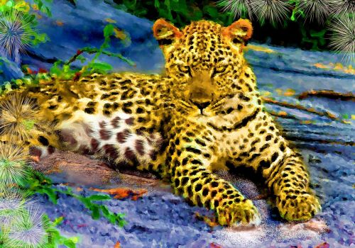Leopardas,  Katė,  Didelis & Nbsp,  Katinas,  Laukinis & Nbsp,  Katinas,  Afrika,  Dykuma,  Gamta,  Dažymas,  Leopardas