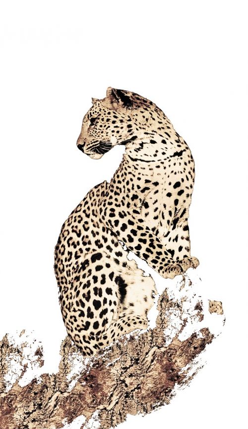 Leopardas, Gyvūnai, Spausdinimas, Kava, Medžiaga