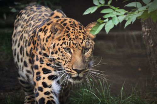 Leopardas, Žvėrys, Gyvūnas, Žinduolis, Zoologijos Sodas, Gyvūnai, Plėšrūnas, Pavojingas, Laukiniai, Medžiotojas, Greitas, Javan Leopardas