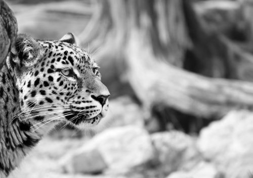 Leopardas, Persų Leopardas, Juoda Ir Balta, Juodas Baltas Įrašymas, Portretas, Uždaryti, Medis, Kelmas, Vaizdas, Veidas, Elegantiškas, Išraiška, Dėmesio, Pasididžiavimas, Galva