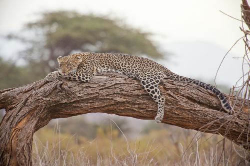 Leopardas, Safari, Afrika, Kenya