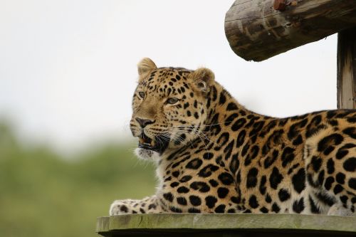 Leopardas, Didelė Katė, Gyvūnas, Žinduolis, Laukinė Gamta, Didelis, Plėšrūnas, Katė, Laukiniai, Didelis, Mėsėdis, Kačių, Pavojingas, Portretas, Medžiotojas
