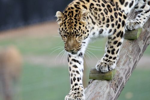 Leopardas, Didelė Katė, Gyvūnas, Žinduolis, Laukinė Gamta, Didelis, Plėšrūnas, Katė, Laukiniai, Didelis, Mėsėdis, Kačių, Panthera, Pavojingas, Galingas, Gamta, Medžiotojas