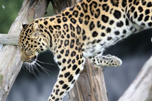 Leopardas, Pastebėtas, Katė, Gamta, Lauke, Laukinė Gamta, Gyvūnas, Juoda, Kačių, Kailis, Panthera