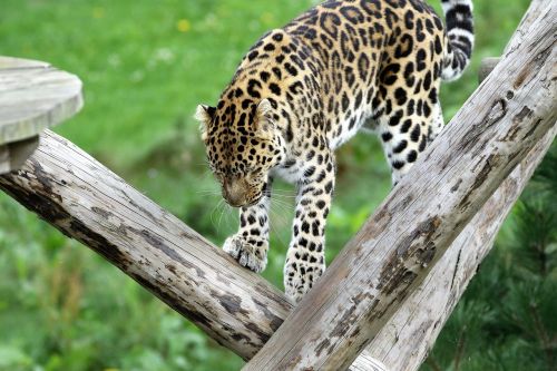 Leopardas, Pastebėtas, Katė, Gamta, Lauke, Laukinė Gamta, Gyvūnas, Juoda, Kačių, Kailis, Panthera