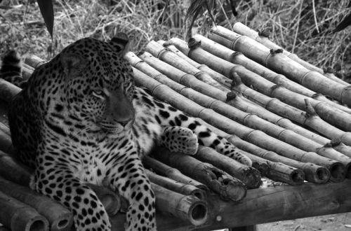 Leopardas, Juodas Baltas Įrašymas, Pilnas Ilgis Portretas, Katė