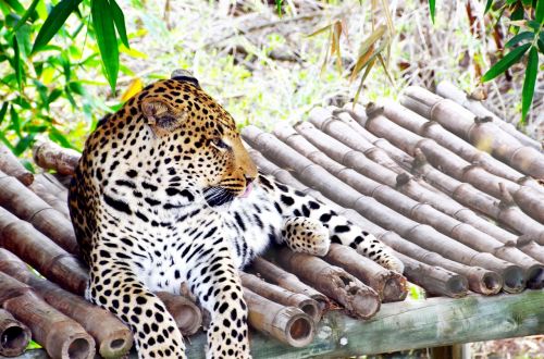 Leopardas, Afrika, Wildcat, Rūpestis, Katė, Laukinis Gyvūnas