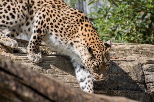 Leopardas, Persų Leopardas, Katė, Elegantiškas, Judėjimas, Didelė Katė, Pavojingas