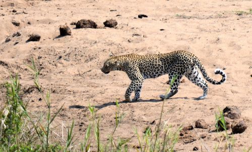 Leopardas, Kruger Parkas Pietų Afrikoje, Laukinė Gamta, Gamta, Dėmės