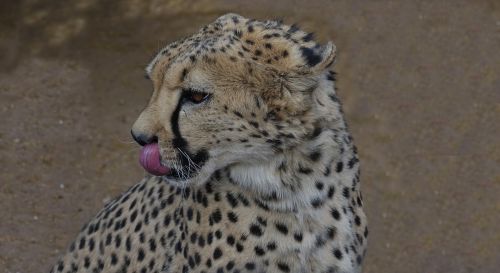 Leopardas, Botsvana, Wildcat, Afrika, Nacionalinis Parkas