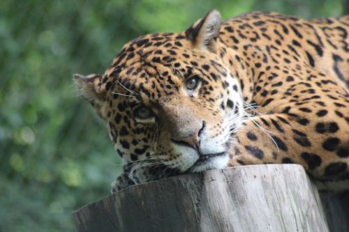 Leopardas, Savana, Džiunglės, Galva