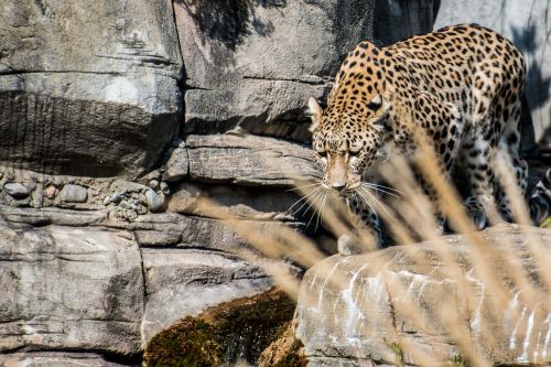 Leopardas, Persų Leopardas, Portretas, Wallpapem, Elegantiškas, Išraiška, Sėlinti, Mieze, Gyvūnų Pasaulis, Katė, Laukinės Gamtos Fotografija