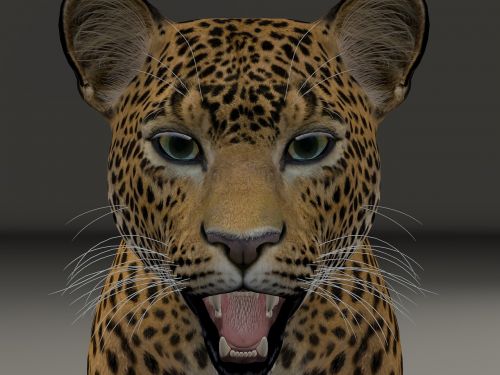 Leopardas, Leopardo Galva, Gyvūnų Pasaulis, Didelė Katė, Plėšrūnas, Wildcat, Laukinis Gyvūnas, Gyvūnų Portretas, Gyvūnas, Kailis, Gamta, Rėkti, Dėmės, Afrika