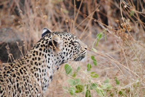 Leopardas, Tsavo, Nacionalinis Parkas, Kenya, Safari, Afrika, Laukinis Gyvūnas