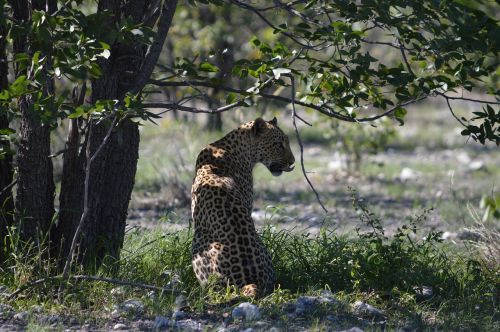 Leopardas, Afrika, Namibija, Etosha, Laukinis Gyvūnas, Katė