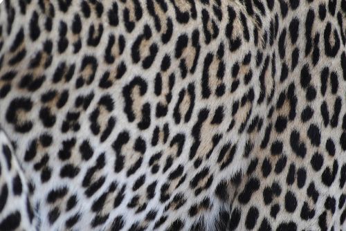 Leopardas, Kailis, Modelis, Katė, Wildcat, Gamta, Galvos Piešinys, Afrika, Kenya
