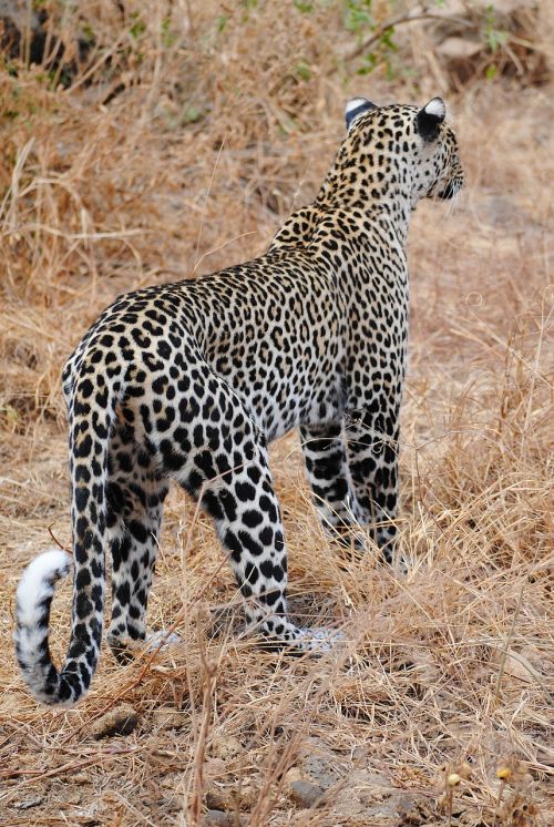 Leopardas, Katė, Wildcat, Gamta, Galvos Piešinys, Afrika, Kenya