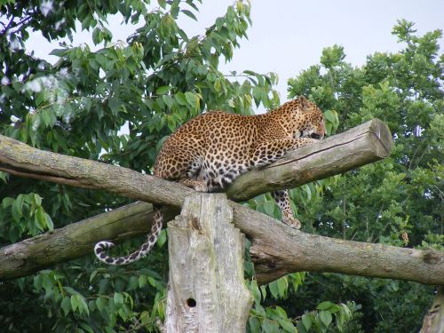 Leopardas, Laukinis Gyvūnas, Laukiniai, Gyvūnas, Laukinė Gamta, Katė, Zoologijos Sodas, Džiunglės, Gepardas, Plėšrūnas, Afrika
