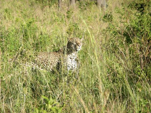 Leopardas, Masai, Mara, Kenya, Afrika, Katė, Didelis, Laukinė Gamta, Gyvūnas, Safari, Laukiniai, Plėšrūnas, Pastebėtas, Rezervas, Mėsėdis