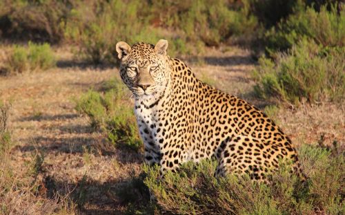 Leopardas, Afrika, Gamta, Laukinė Gamta, Safari