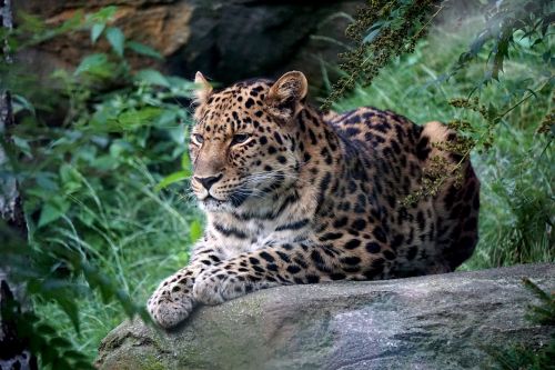 Leopardas, Zoologijos Sodas, Leipcigas, Plėšrūnas, Kailis, Didelė Katė