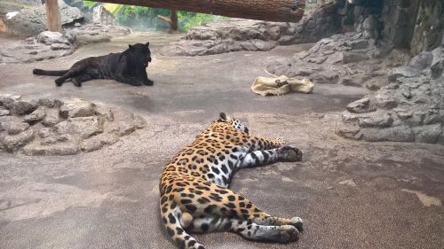 Leopardas, Juoda, Zoologijos Sodas, Laukinis Gyvūnas, Miega
