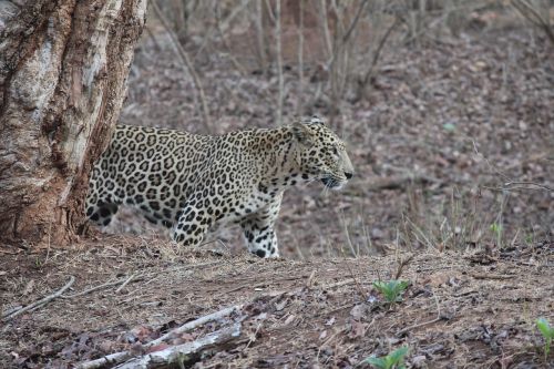 Leopardas, Laukinė Gamta, Džiunglės, Gamta, Indija