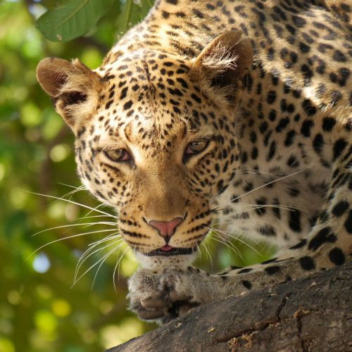 Leopardas, Safari, Wildier, Botsvana, Afrika