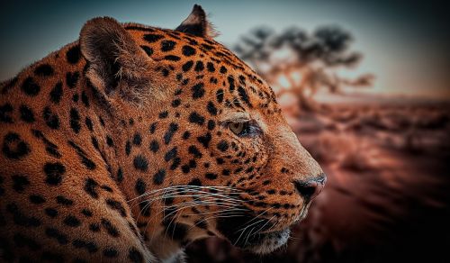 Leopardas, Gyvūnas, Gamta, Afrika, Žvėrys, Mačkovitá Beast, Savanna, Nacionalinis Parkas, Safari