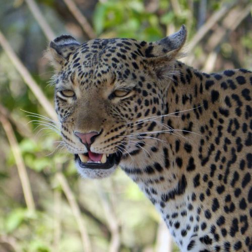 Leopardas, Afrika, Botsvana, Wildier, Safari