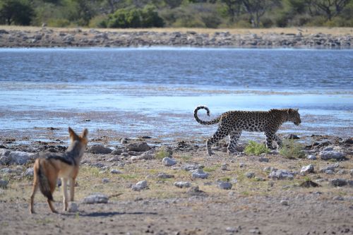 Leopardas, Partneris, Draugai, Laukiniai Gyvūnai, Akompanimentas, Vandens Skylė, Safari, Namibija