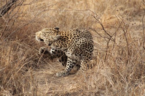 Leopardas, Pietų Afrika, Safari, Katė, Kruger