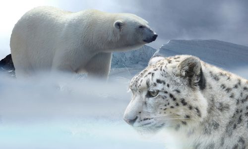 Leopardas, Sniegas, Baltoji Meška, Sniego Leopardas, Ledynas, Ledynmetis, Žiema, Klimatas, Šaltas, Žiemos Laikas, Plėšrūnas, Klimato Kaita, Šaltis, Gamta, Žiemą, Ledinis, Gyvūnai, Grėsmė, Buveinė