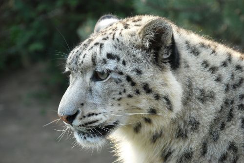Leopardas, Sniego Leopardas, Tigras, Baltasis Tigras