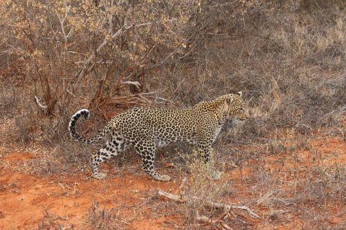 Leopardas, Gamta, Kenya, Natūralus