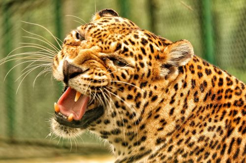 Leopardas, Laukinė Gamta, Fotografija, Gyvūnai, Išsaugoti Leopardą, Gamta, Miškas, Rėkti, Medžiotojas, Agresija, Zoologijos Sodas