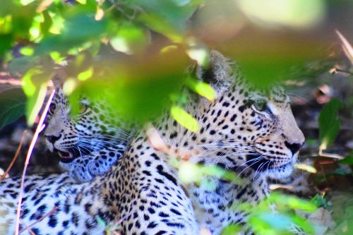 Leopardas, Cub, Botsvana, Safari, Motina Ir Kūdikis, Krūmas, Lapai, Afrika